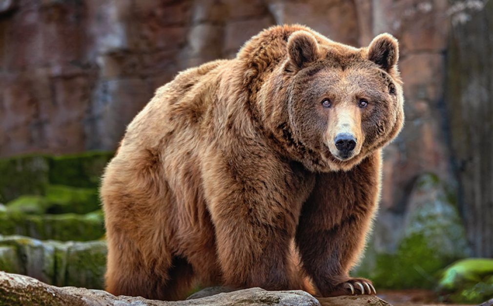 Αρκούδα ανέβηκε στο μπαλκόνι μονοκατοικίας στα Αμπέλια